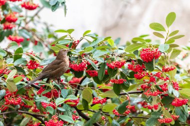 Karatavuk, Turdus merula, dişi, ağaçta kırmızı tohum yiyor.