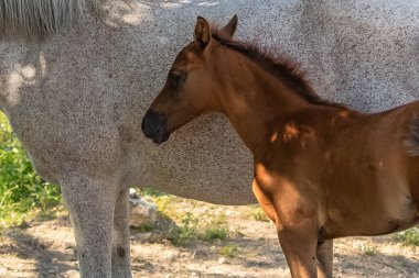 Tarlada atlar, annesiyle taylar.