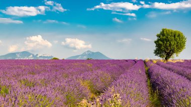 Provence 'deki lavanta tarlası, ilkbaharda güzel bir manzara.