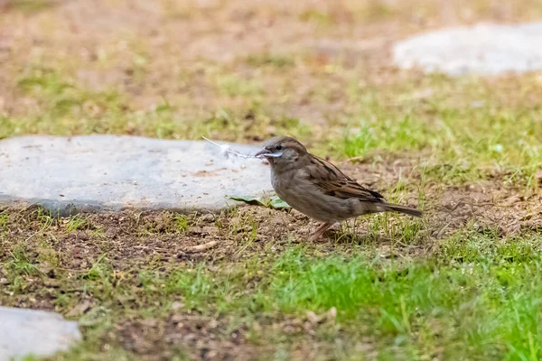 Ein Sperling Steht Garten Mit Einer Feder Schnabel — Stockfoto
