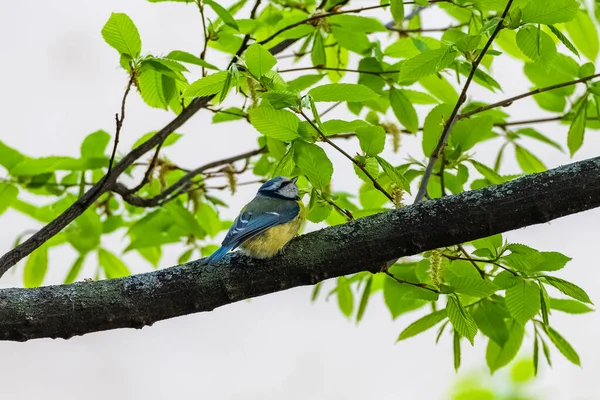 Blue Tit Cyanistes Caeruleus Beautiful Bird Perched Branch Spring — Fotografia de Stock