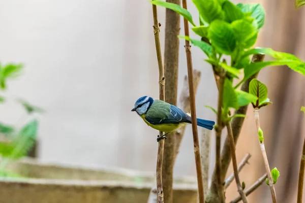Blue Tit Cyanistes Caeruleus Beautiful Bird Perched Branch Spring — Fotografia de Stock