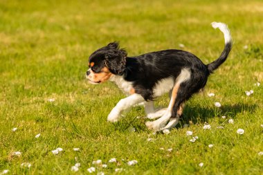 Şövalye bir köpek, Kral Charles. Bahçede duran şirin bir köpek yavrusu.