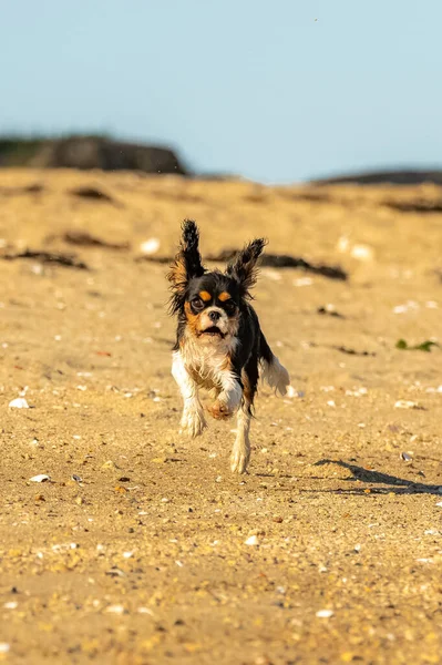 Cão Cavaleiro Rei Charles Cachorrinho Bonito Correndo Praia — Fotografia de Stock