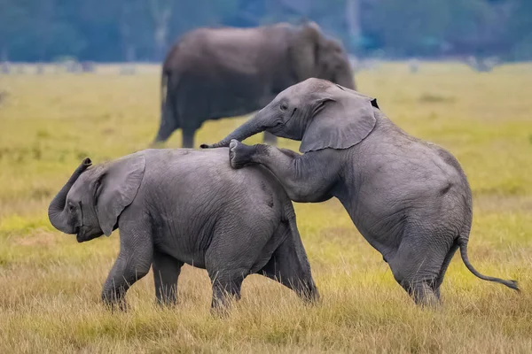 Dos Elefantes Jóvenes Jugando Manada Animales Divertidos Parque Amboseli Kenia — Foto de Stock