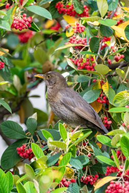 Karatavuk, Turdus merula, dişi, ağaçta kırmızı tohum yiyor.