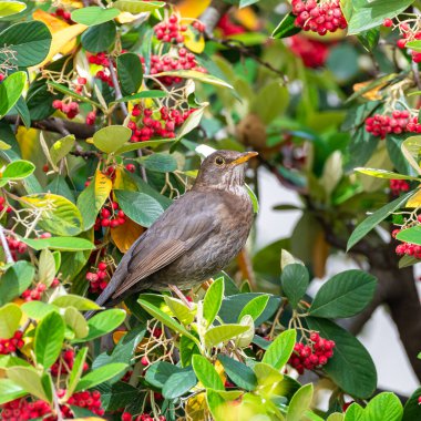 Karatavuk, Turdus merula, dişi, ağaçta kırmızı tohum yiyor.