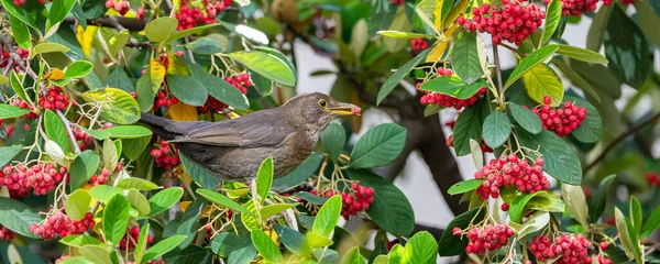 常见的黑鸟 金丝雀 在树上吃红色的种子 — 图库照片