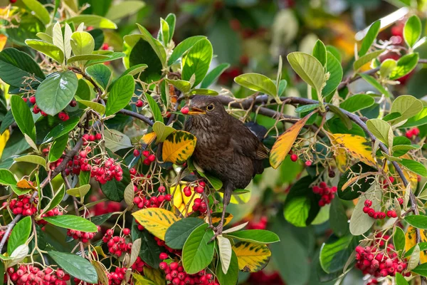 Pájaro Negro Común Turdus Merula Hembra Comiendo Semillas Rojas Árbol — Foto de Stock