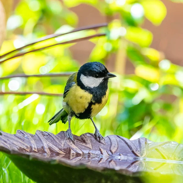 Great Tit Beautiful Bird Drinking Garden — Fotografia de Stock