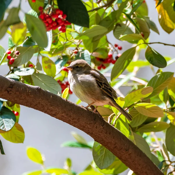 一只麻雀栖息在花园里的一棵椰子树上 — 图库照片