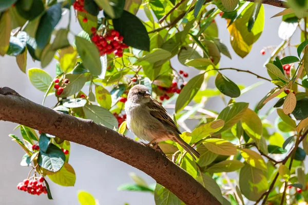 Pardal Empoleirado Jardim Uma Árvore Cotoneaster — Fotografia de Stock