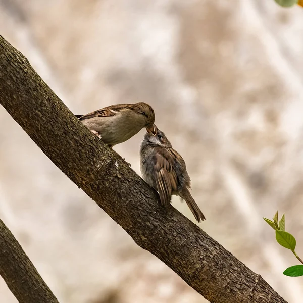 Bébé Moineau Attend Que Mère Nourrisse — Photo