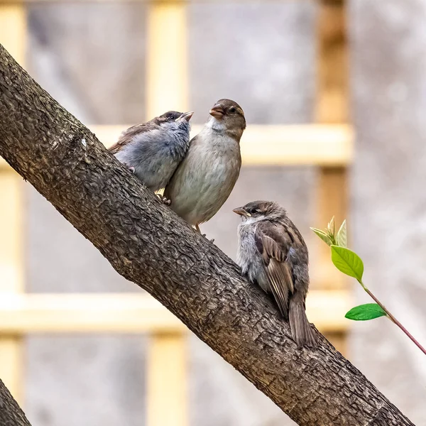 Bébé Moineau Attend Que Mère Nourrisse — Photo