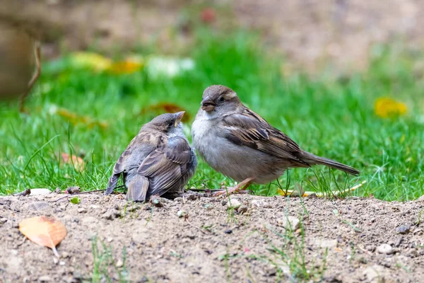 赤ん坊のスズメは彼を養うために彼の母親を待ちます — ストック写真