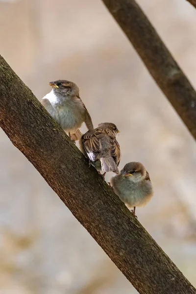 Les Bébés Moineaux Attendent Que Leur Mère Les Nourrisse — Photo