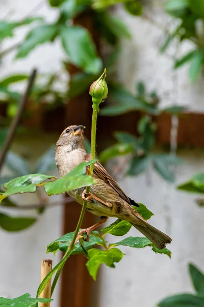 Ein Sperlingweibchen Das Blattläuse Auf Einem Rosenstock Frisst — Stockfoto