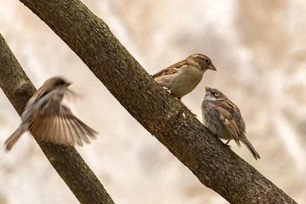 Baby Sparrow Waits His Mother Feed Him — Stock Photo, Image