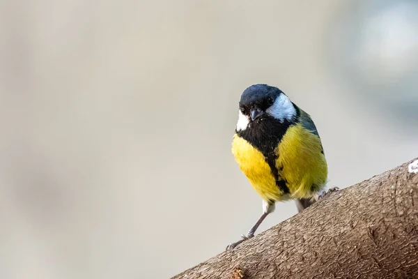 Great Tit Beautiful Bird Standing Branch — Fotografia de Stock