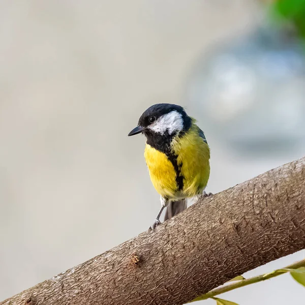 Great Tit Beautiful Bird Standing Branch — Fotografia de Stock