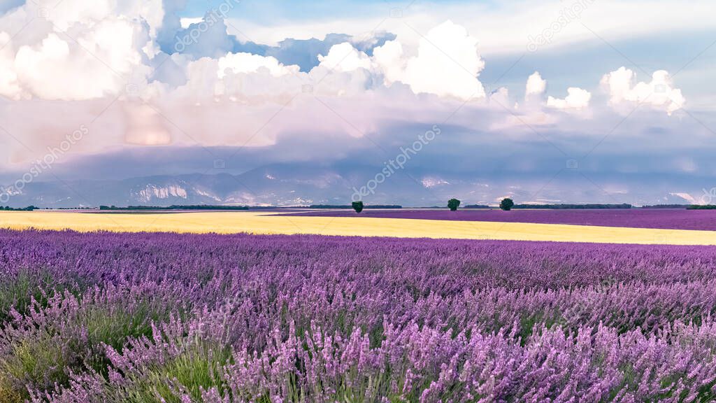 Lavender field in Provence, colorful landscape in spring