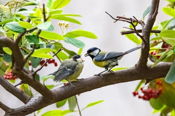 Great Tit Baby Titmouse Who Fed Her Mother — Fotografia de Stock