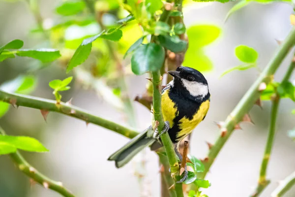 Great Tit Beautiful Bird Perching Rosebush — Fotografia de Stock