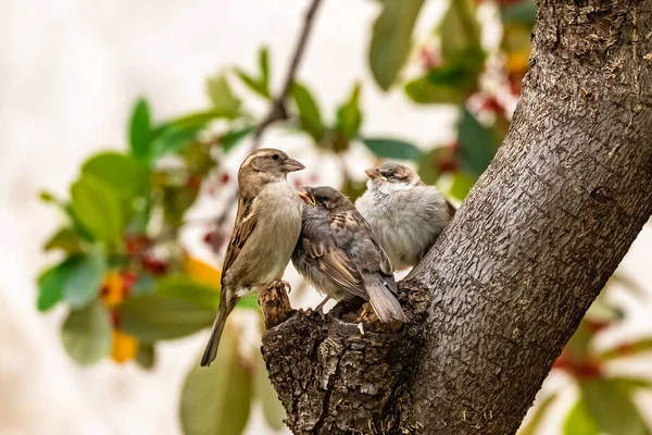 Ein Babysperling Wartet Darauf Dass Seine Mutter Ihn Füttert — Stockfoto