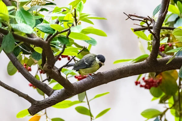 Great Tit Baby Titmouse Waiting His Mother Feed Him — 图库照片