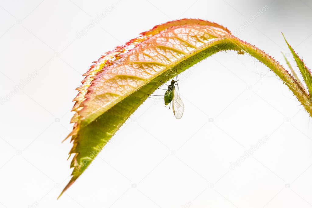 Two aphids that eat the sap of a rose