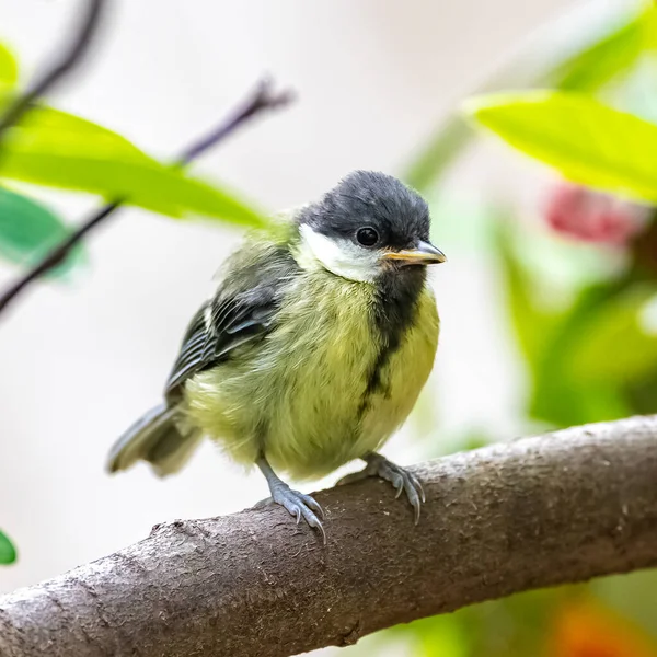 Great Tit Baby Titmouse Waiting His Mother Feed Him — Fotografia de Stock