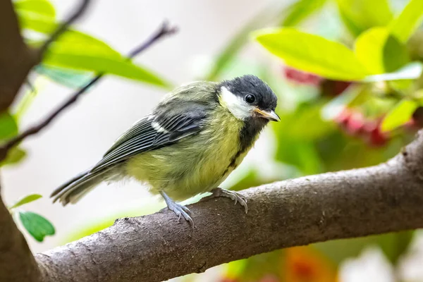 Great Tit Baby Titmouse Waiting His Mother Feed Him — 图库照片