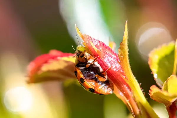 Ladybird Jíst Zelenou Mšici Růžovém Keři — Stock fotografie