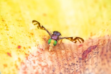 Kereviz sineği, Euleia heraclei, yapraktaki renkli sinek, makro