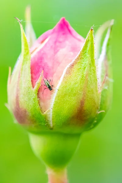 Afide Che Mangia Linfa Una Foglia Roseto — Foto Stock