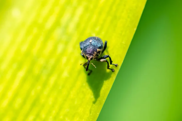 Ein Käfer Larinus Sturnus Auf Einem Blatt Garten — Stockfoto