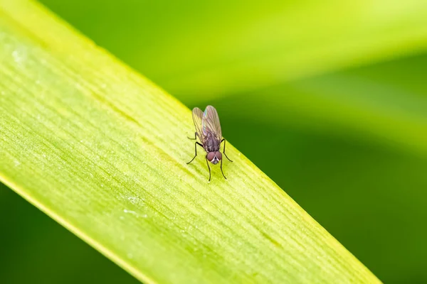 Eine Fliege Steht Auf Einem Blatt Garten — Stockfoto