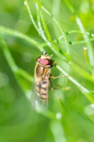 Schwebfliege Schönes Insekt Auf Grünem Hintergrund — Stockfoto