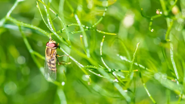 Schwebfliege Schönes Insekt Auf Grünem Hintergrund — Stockfoto