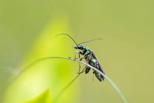 Swollen Thighed Beetle Oedemera Nobilis Insect Green Background — Stock fotografie