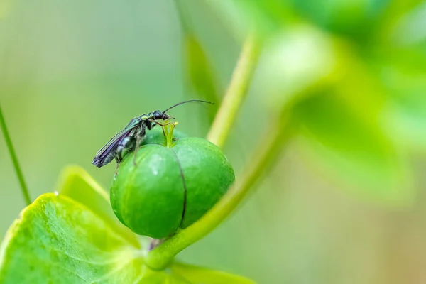 Swollen Thighed Beetle Oedemera Nobilis Insect Green Background — Stok fotoğraf