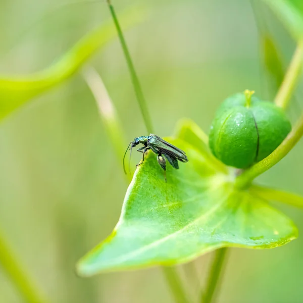 Swollen Thighed Beetle Oedemera Nobilis Insect Green Background — Stok fotoğraf