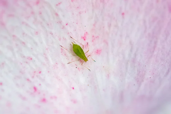一只绿色的蚜虫站在玫瑰花瓣上 — 图库照片