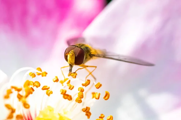Vznášedlo Hmyz Pojídající Pyl Růži — Stock fotografie