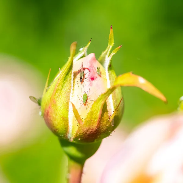 Afidi Verdi Che Mangiano Linfa Bocciolo Rosa — Foto Stock