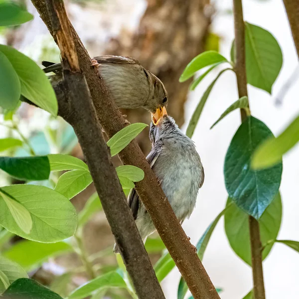 Pardal Bebê Alimentado Por Sua Mãe — Fotografia de Stock