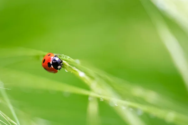 Ladybird Взбирается Травяной Стебель После Дождя — стоковое фото