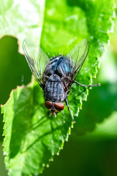 Eine Große Fliege Steht Auf Einem Blatt Garten — Stockfoto