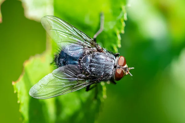 Eine Fliege Steht Auf Einem Blatt Garten — Stockfoto