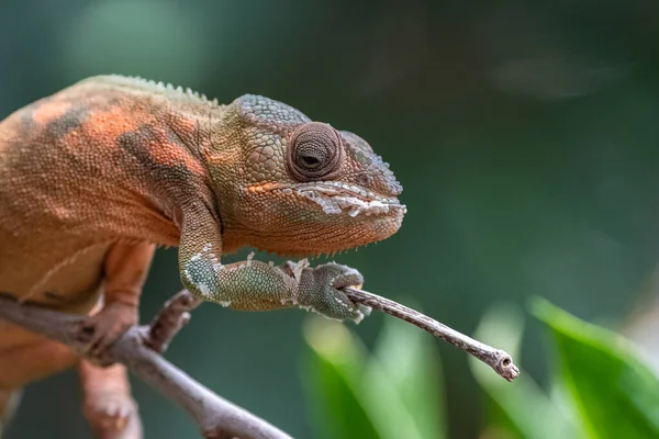 パンサー カメレオン枝の上を美しい動物が登り — ストック写真